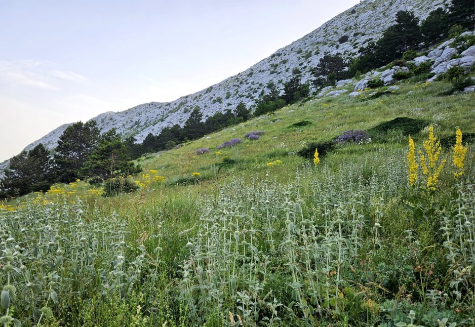 Planinarski izlet na Ćićariju – vrh Žbevnica (1014 m) i Špičasti vrh (957m)